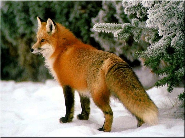 Рыжая насторожилась