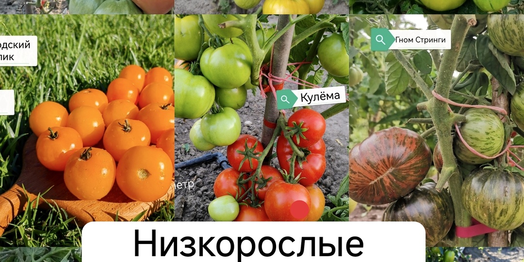 Набор семян томатов "Низкорослый"