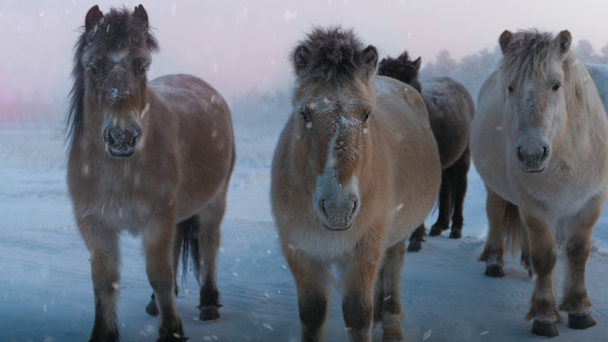 Поздравления от символа года в преддверии праздников. Фото: Анастасия Тетерина, участник конкурса РГО «Самая красивая страна»