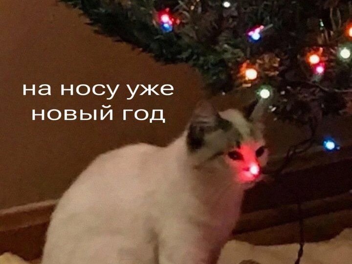 Какие успокоительные использовать для животных в Новый год?