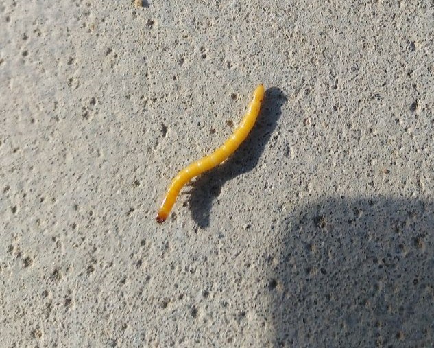 Проволочник (фото из чата Дачного агронома)