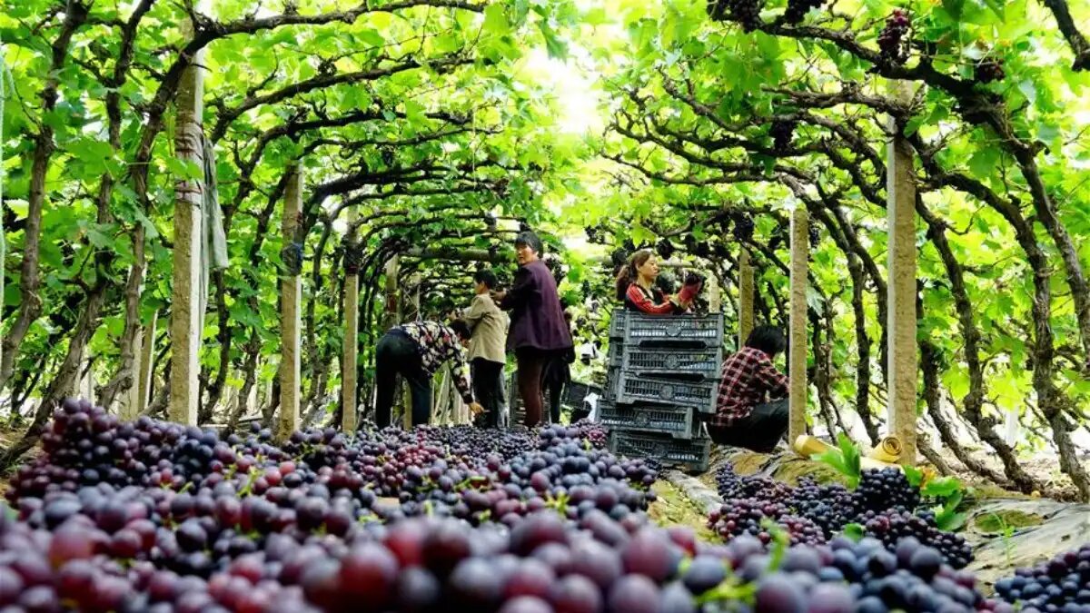 Фото:Синьхуа
Производство винограда в Китае вырастет на 800 000 тонн и достигнет 15,0 млн тонн в этом году