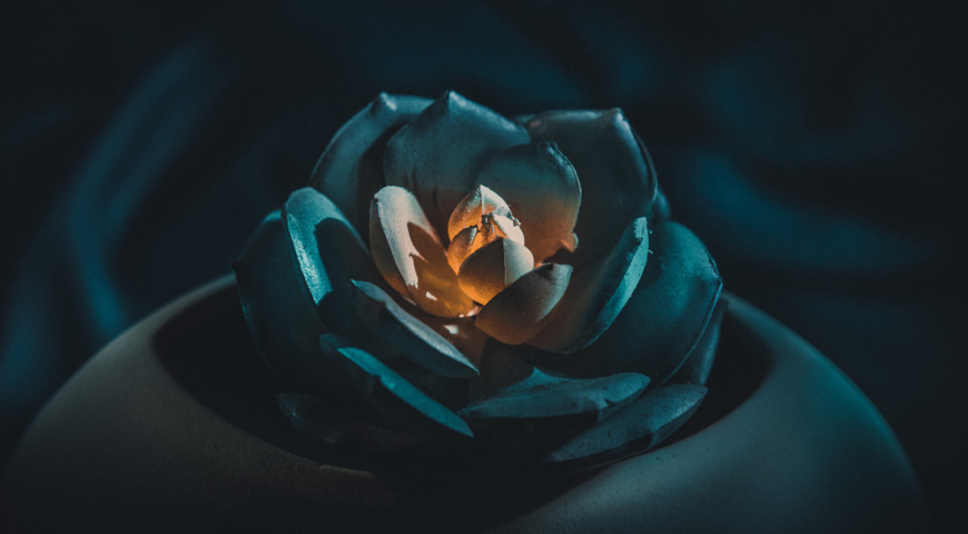 Суккуленты могут использоваться как ночные светильники