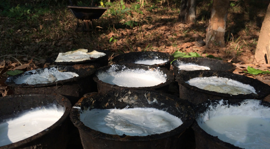 Муравьи могут делать йогурт