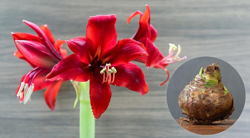 Как купить гиппеаструм зимой и не прогадать