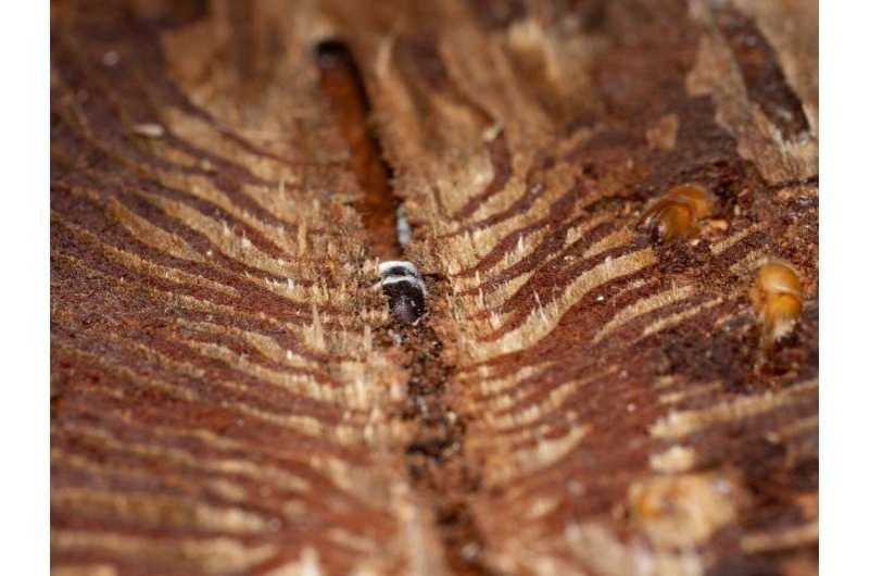    Взрослые еловые короеды в своих гнездах в коре норвежской ели. Жук в середине заражен грибком Beauveria bassiana. Автор: Бенджамин Вайс, Институт химической экологии Макса Планка.