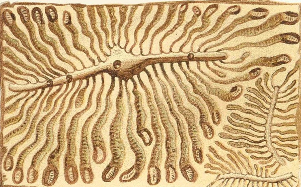    Древесина, пораженная жуком-короедом