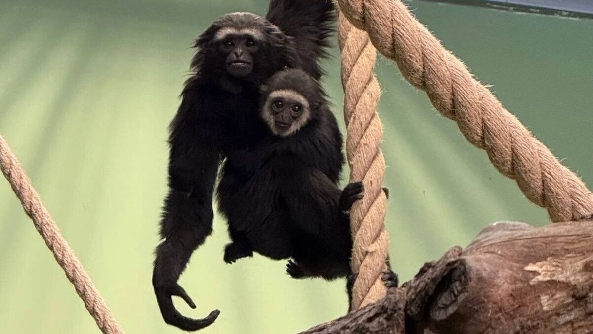   Пермский зоопарк