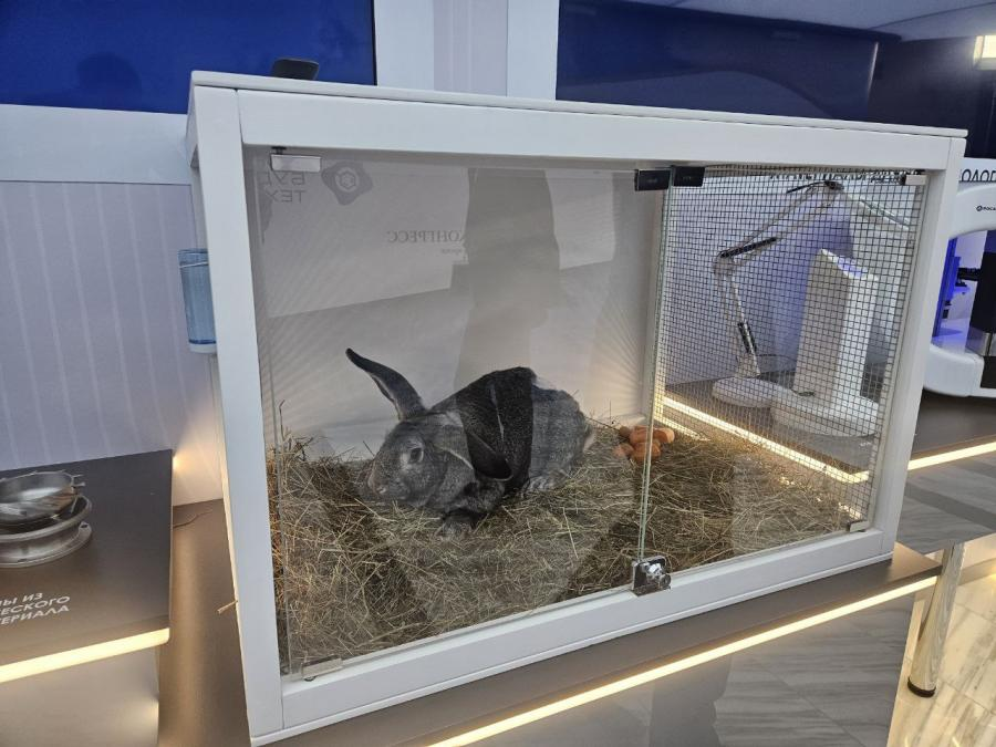 Тот самый кролик, которому была имплантирована напечатанная на принтере артерия
