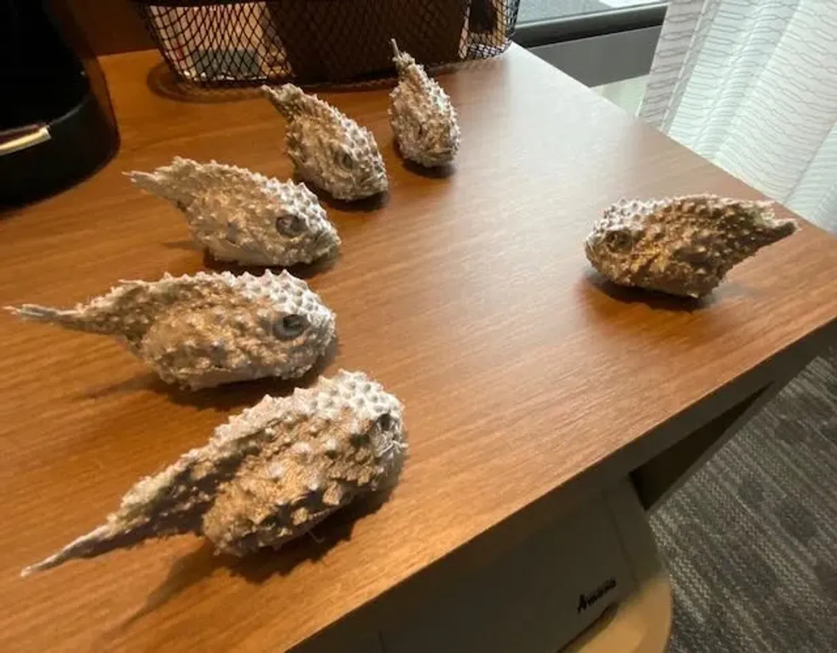 Из-за строения брони высушенные круглопёры выглядят крайне странно.