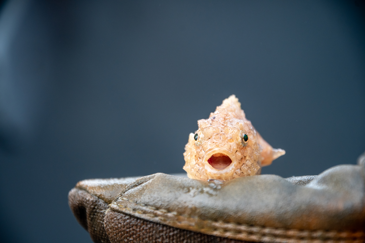 Эй, такой проблемы не было, пока ты не спросил! 