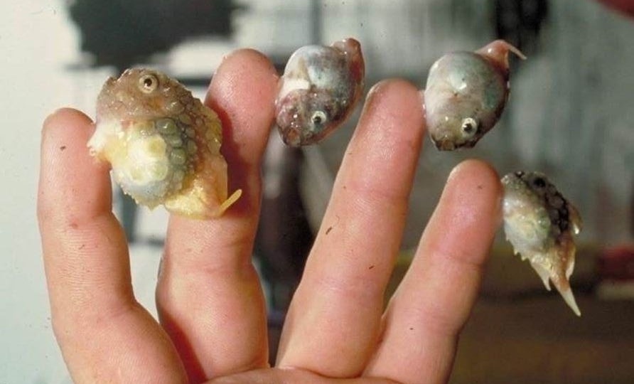 Тихоокеанский круглопёр: Рыба, которая не умеет плавать. Самое нелепое создание океана