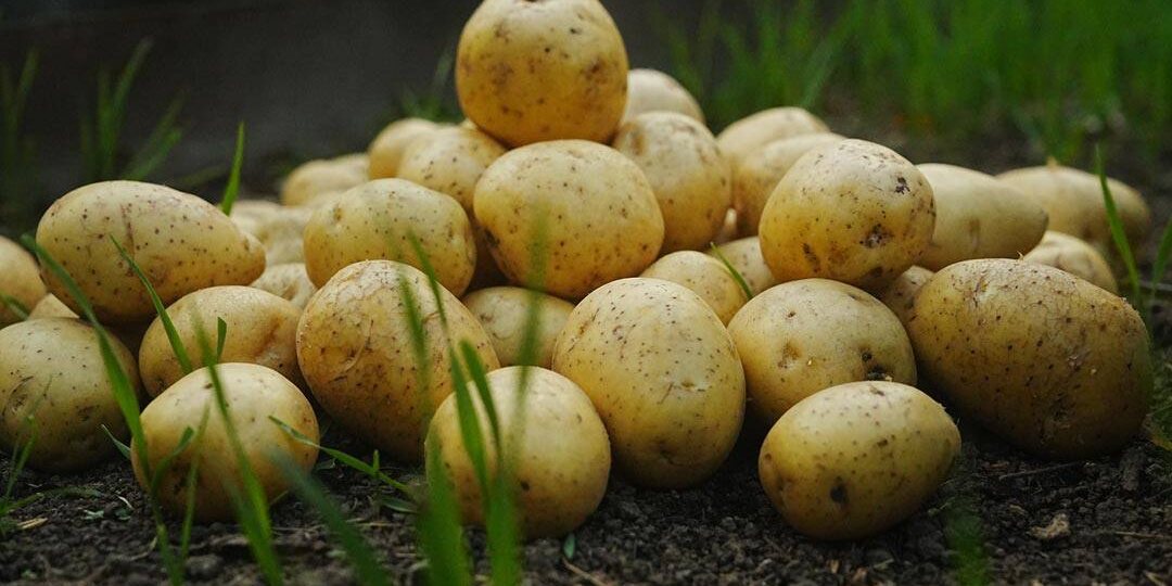 Белые шустрые червячки в картошке: кто это, если не проволочник?