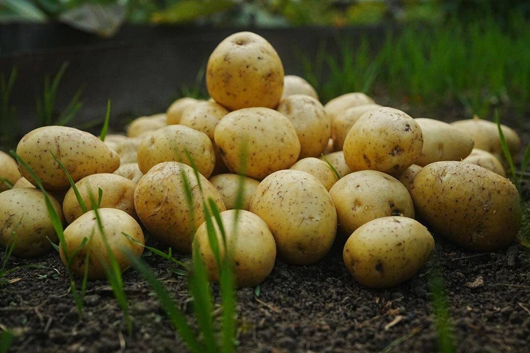 В конце статьи дарим бесплатный сборник советов по удобрениям