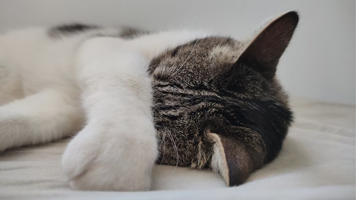    Кошки эволюционно хорошо адаптированы к жаре