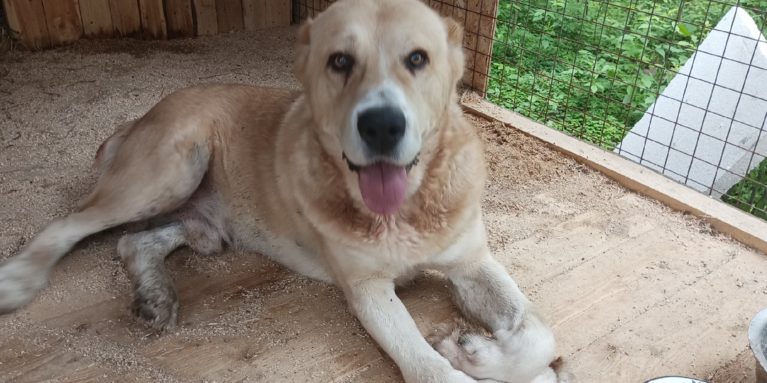 История о верности, которая сильнее смерти. День памяти Вулкана