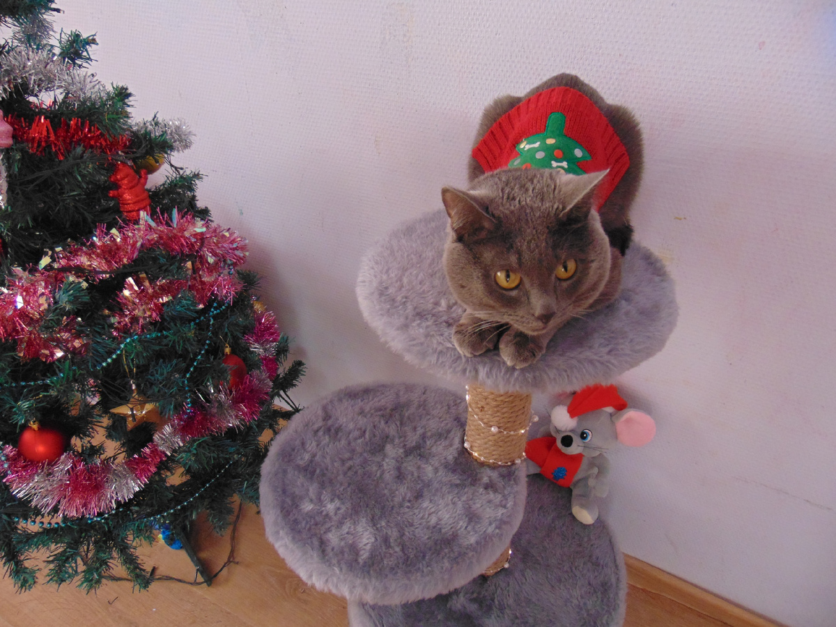 Мой котик Томас 