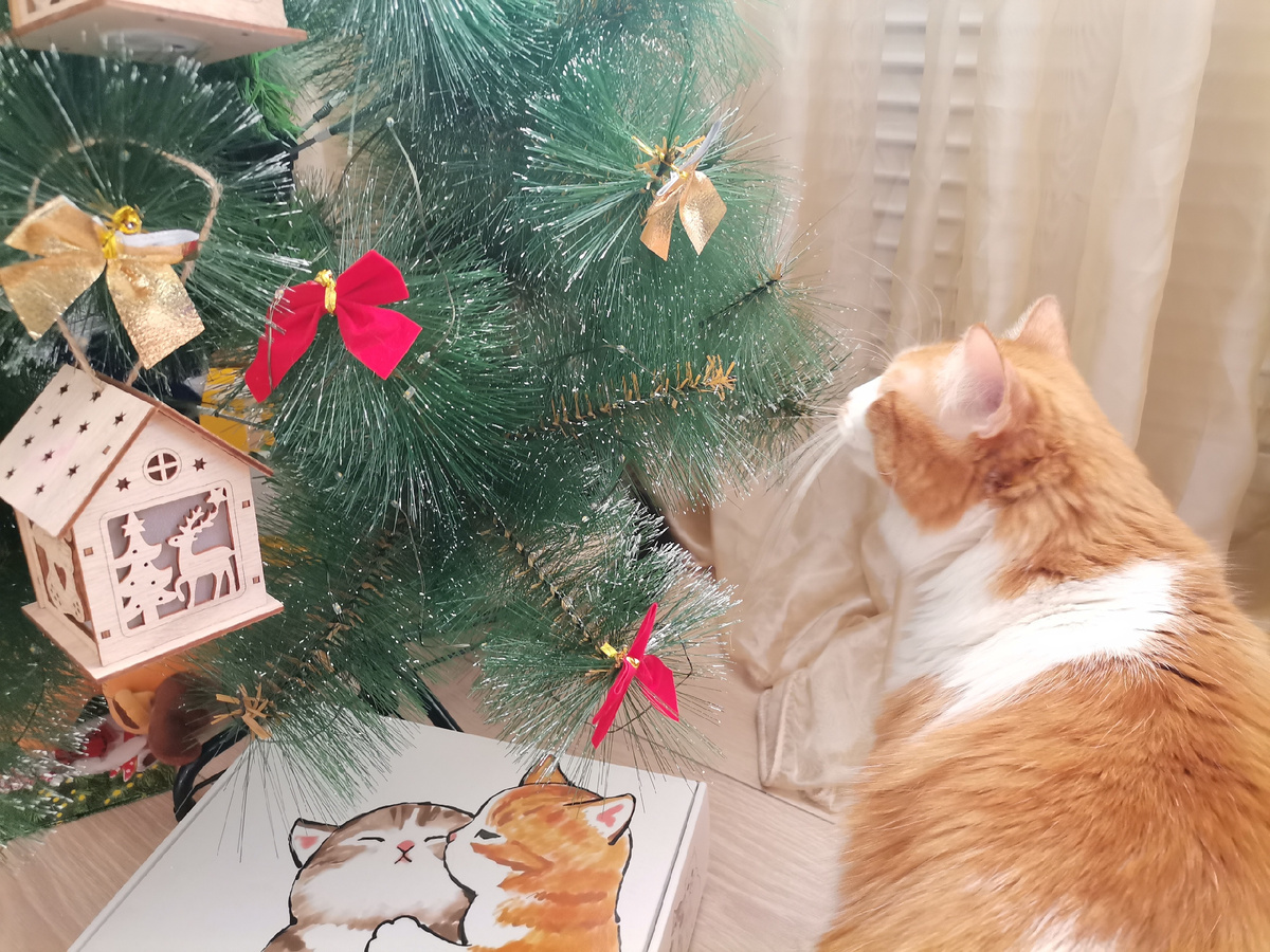 Капитан Барабулька. 