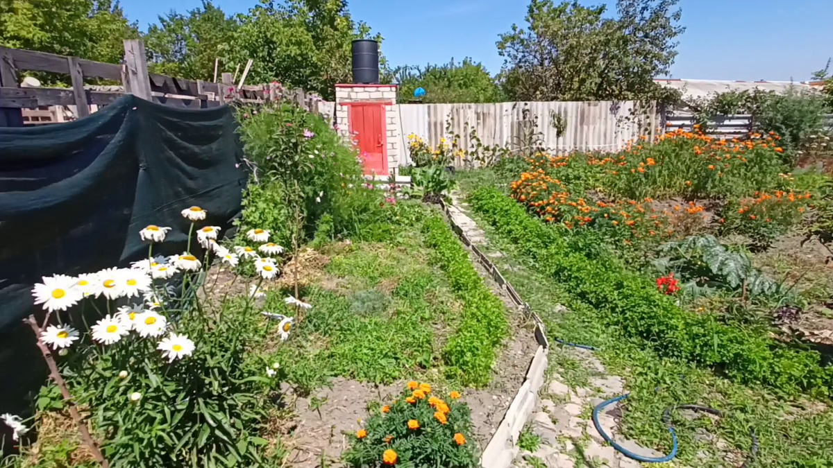 Рудбекия – канал про цветы. Гигантская ромашка (нивяник крупноцветковый) — многолетнее растение. 