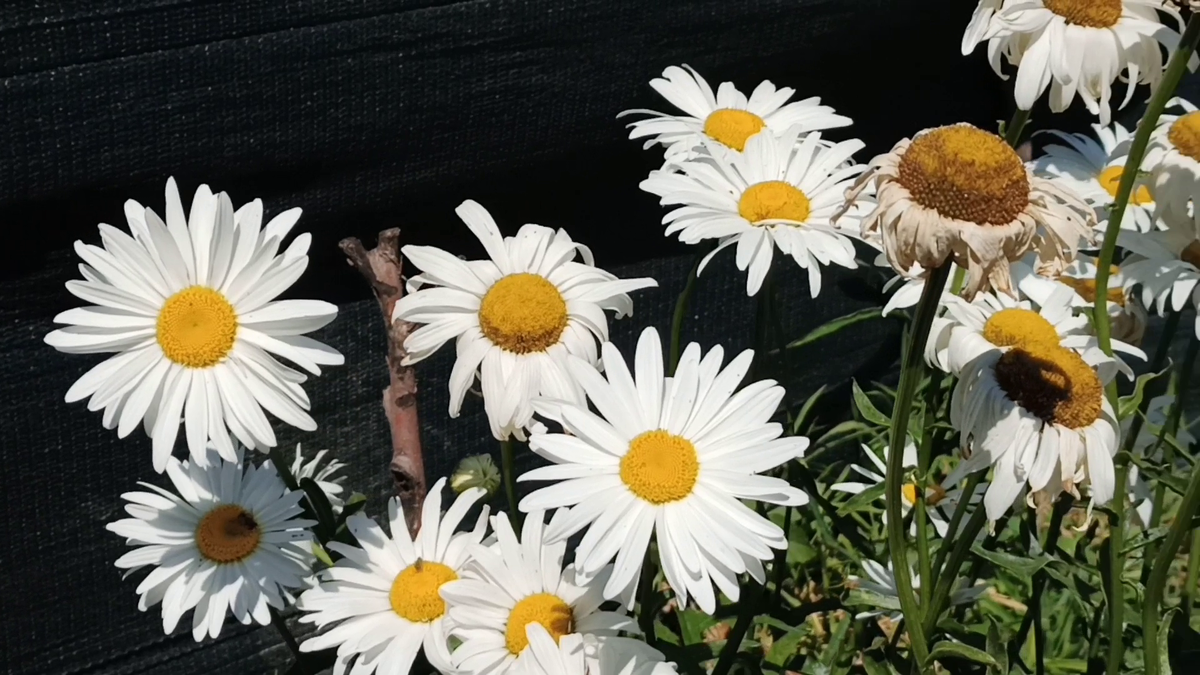 Рудбекия – канал про цветы. Гигантская ромашка (нивяник крупноцветковый) — многолетнее растение.