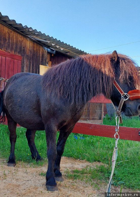 Пони Макс. Фото Ольги Кругловой