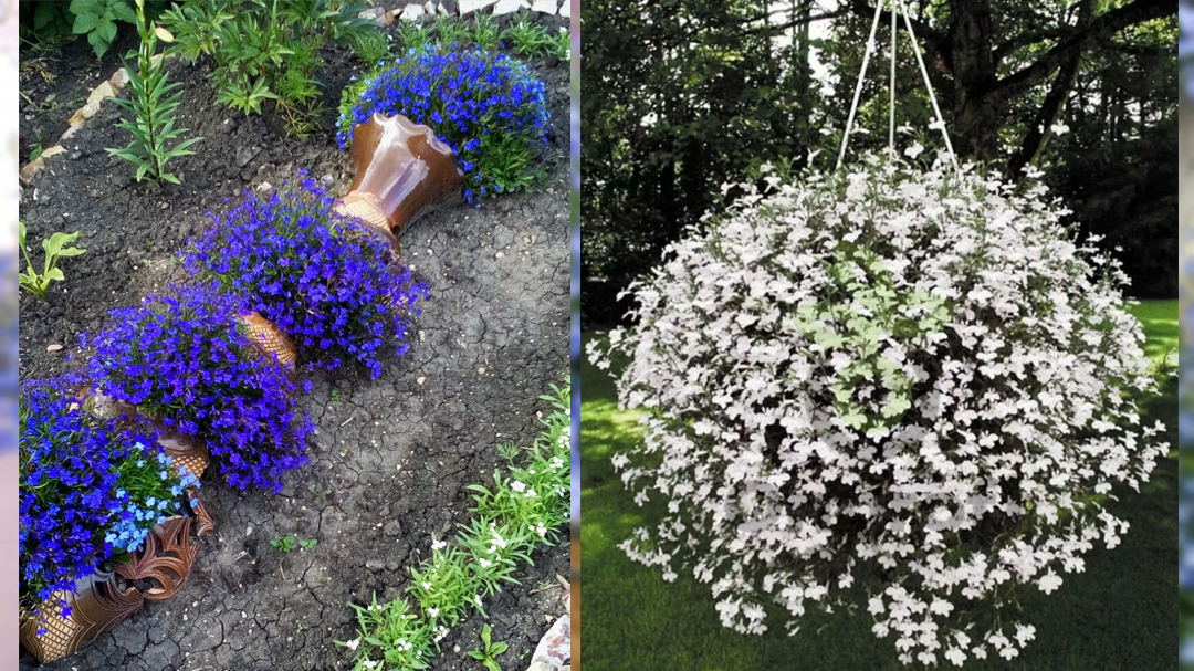 Кустовая и ампельная лобелии.