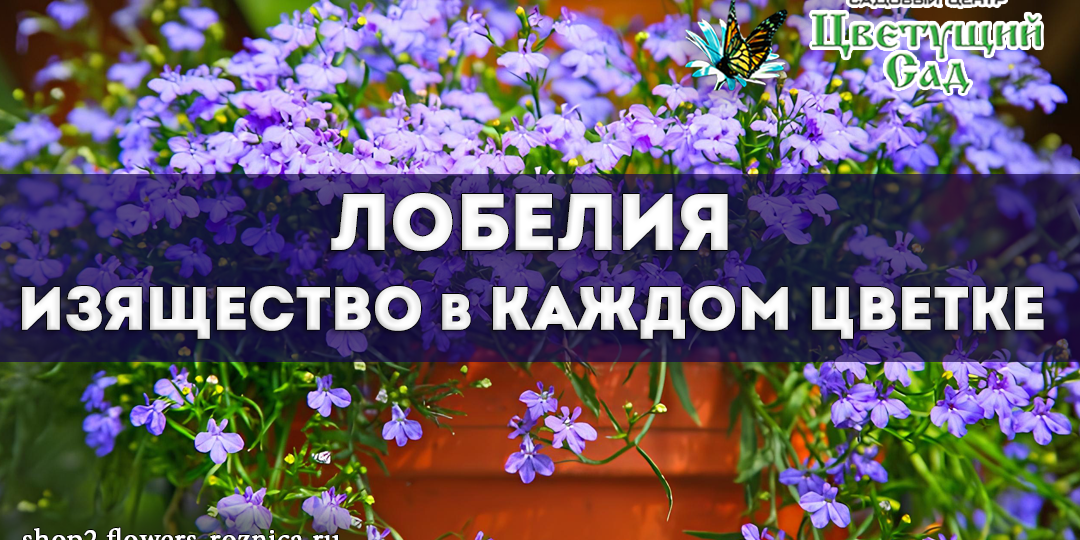Яркая лобелия: как вырастить цветущий ковёр в своём саду