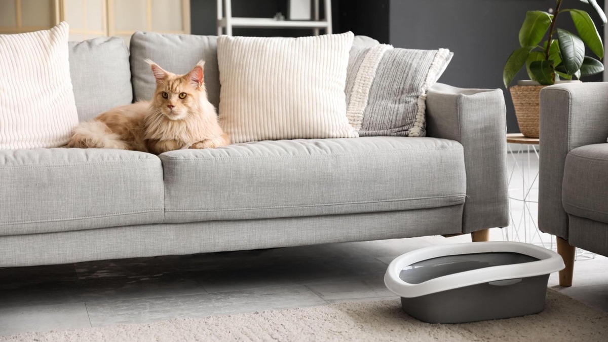    Лоток надо расположить как можно дальше от мисок