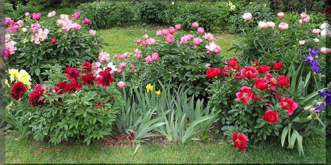 Пионные фавориты: 20 восхитительных сортов пионов, которые украсят сад в нестабильном климате средней полосе России