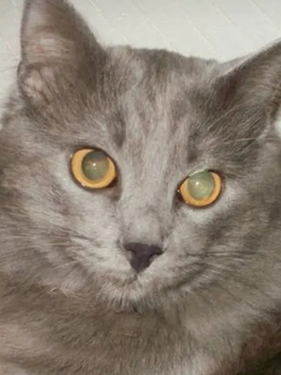 Лаэрт. Первый ребенок в семье и главный по воспоминаниям.