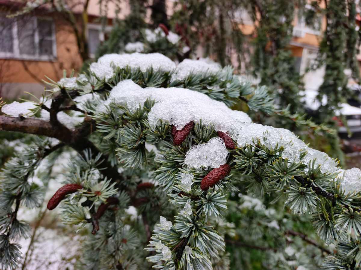 Адлер, декабрь 2025 года