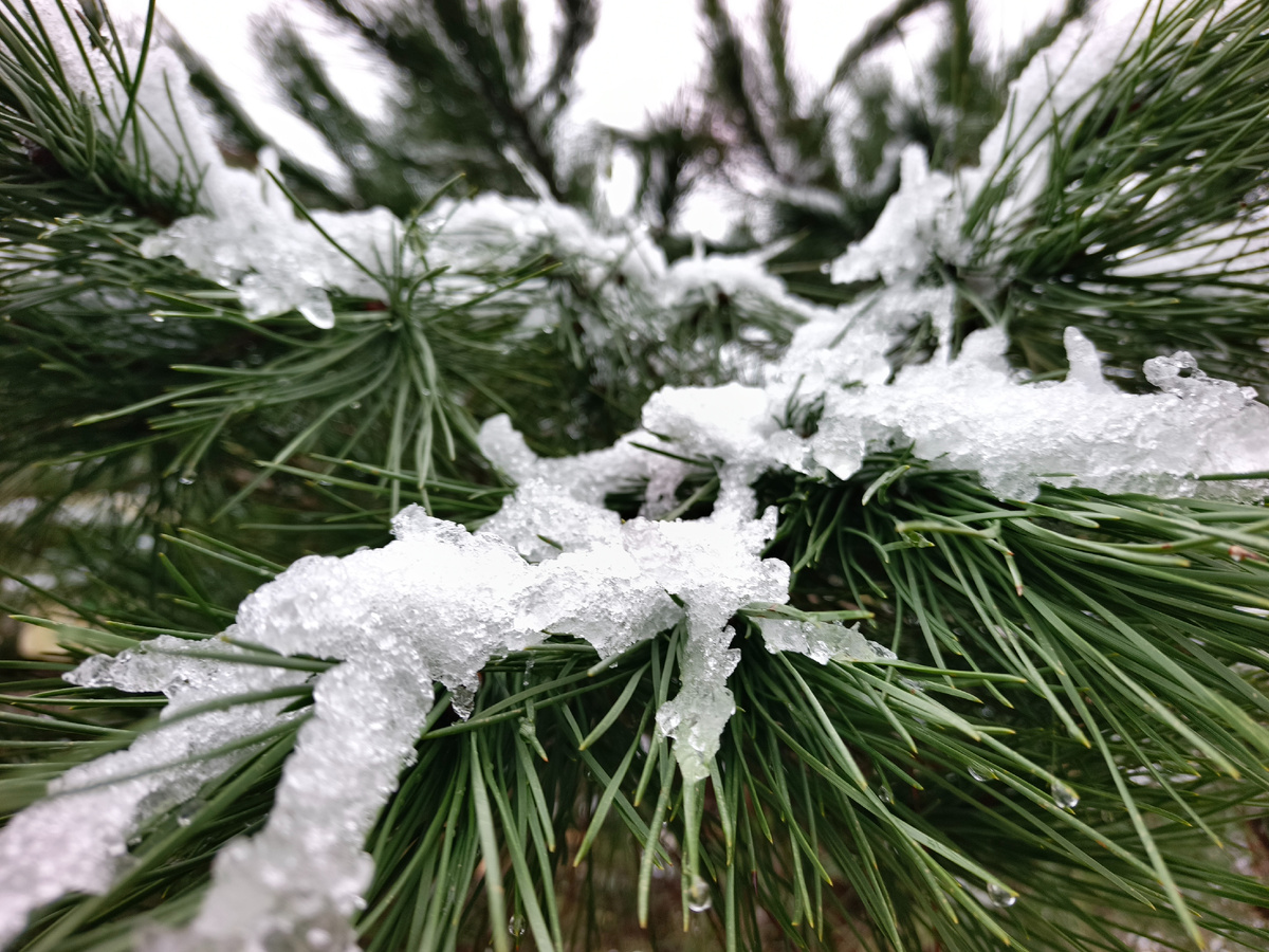 Адлер, декабрь 2025 года