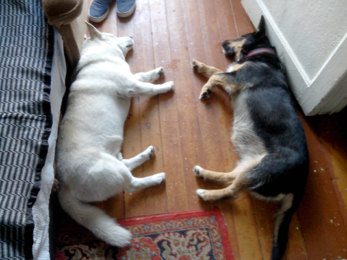 Жучка и Кузьма в свои лучшие годы