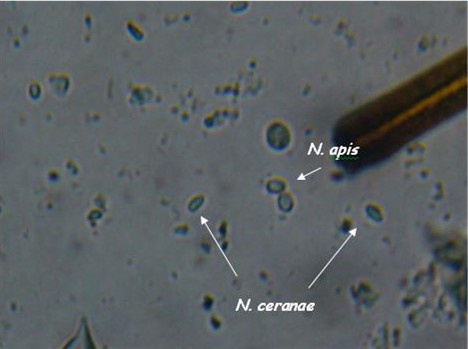 Nosema ceranae и Nosema apis  под микроскопом