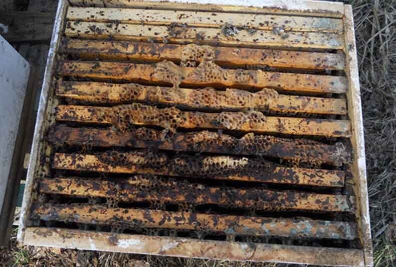 Последствия от апис, или ноземы церано. Итог, гибель семьи.