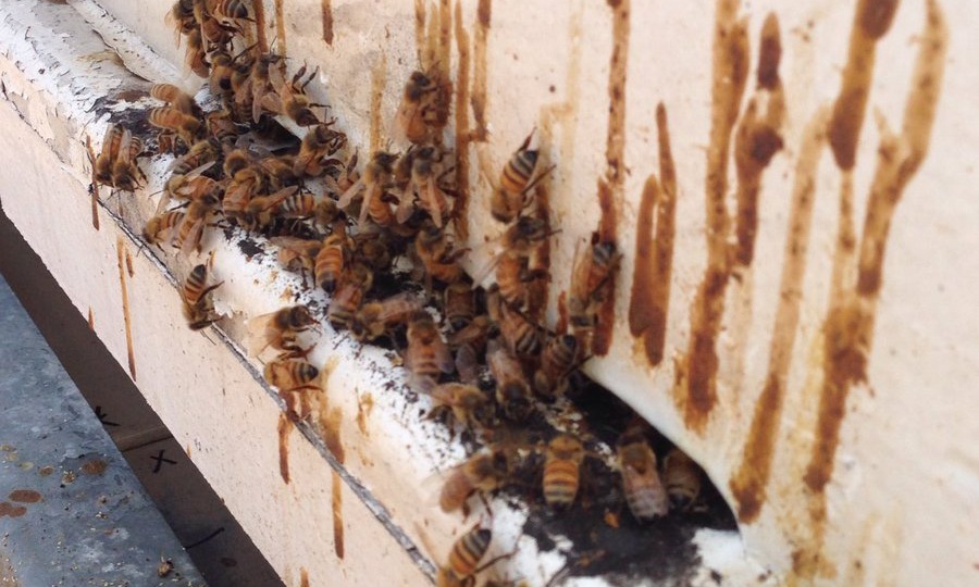 Самое коварное заболевание пчёл!!! Одна из причин, слёта(коллапса)!!!