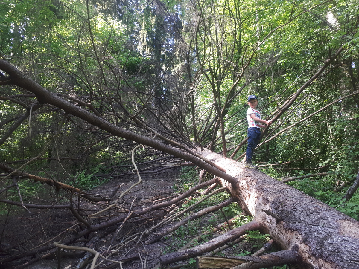 Ёлки, по-прежнему, падают...