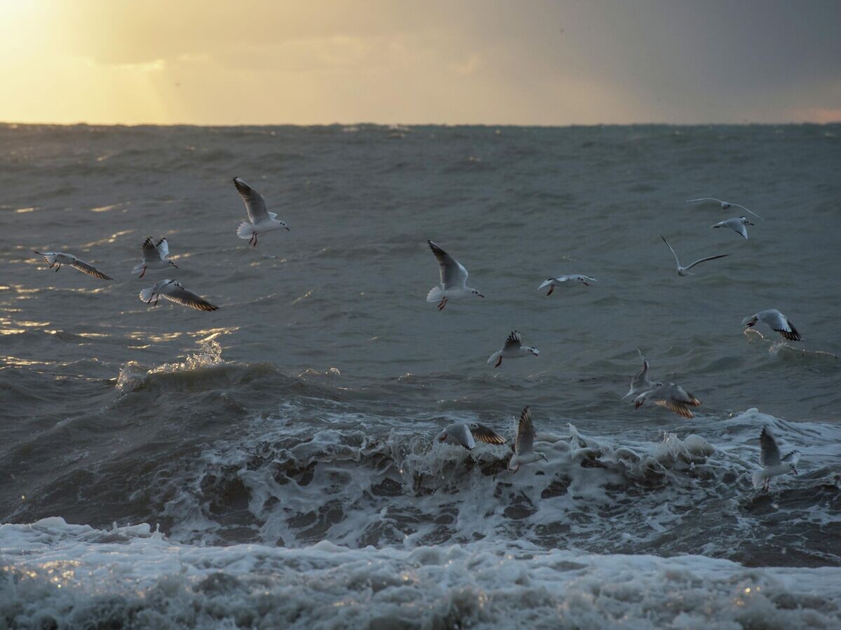    Шторм в парке "Ривьера" | © РИА Новости / Нина Зотина