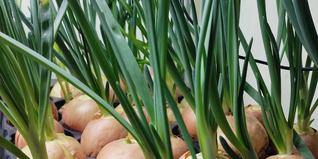 Огород в сугробах созрел.