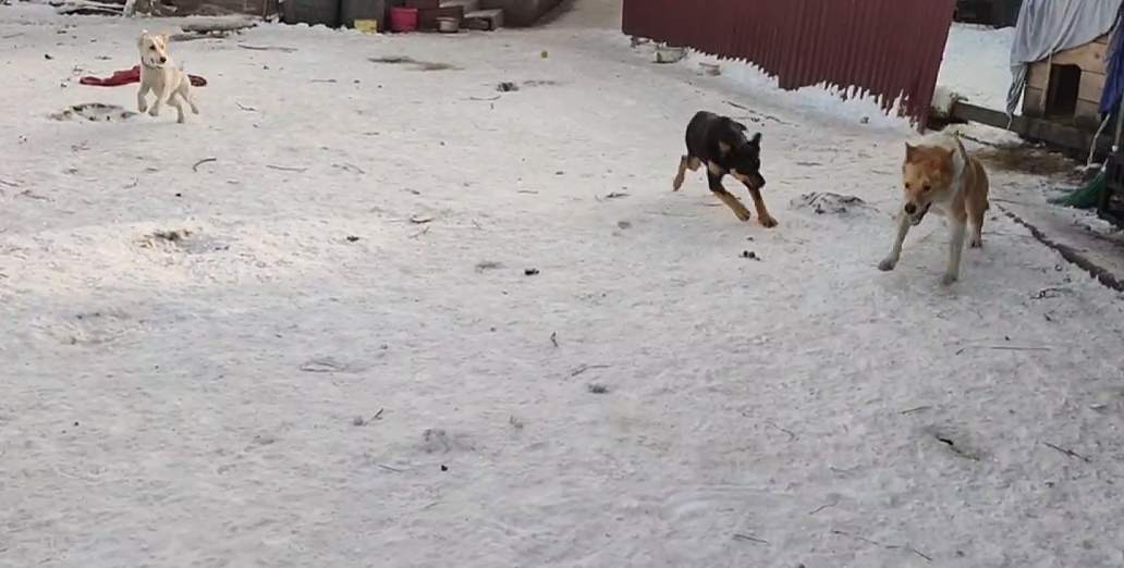 Чуть больше месяца прошло после операции на Лапе