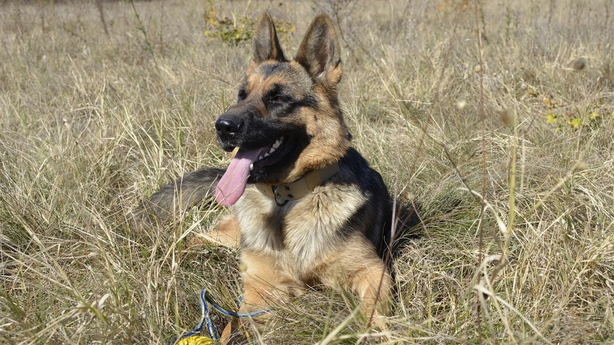    Немецкая овчарка — серьезная рабочая собака