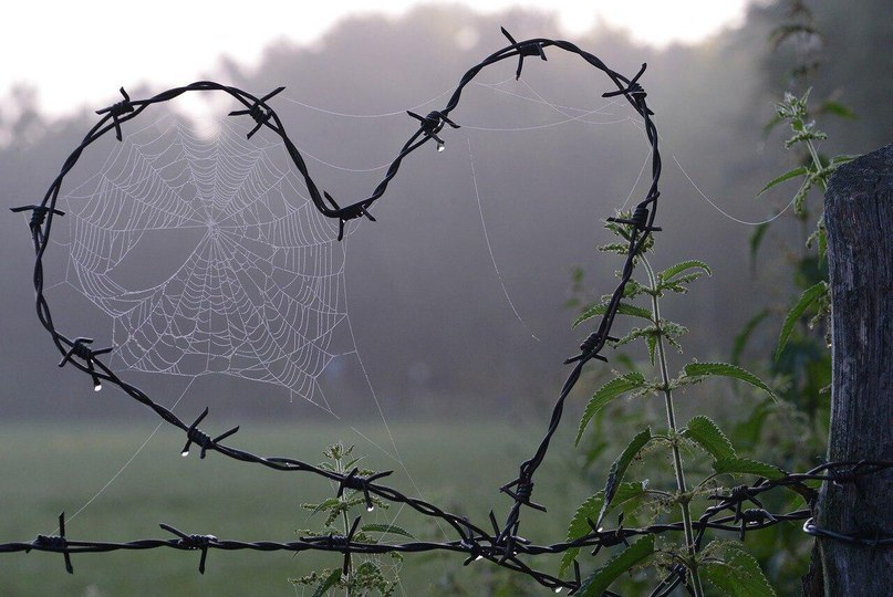 Божия любовь,коротко