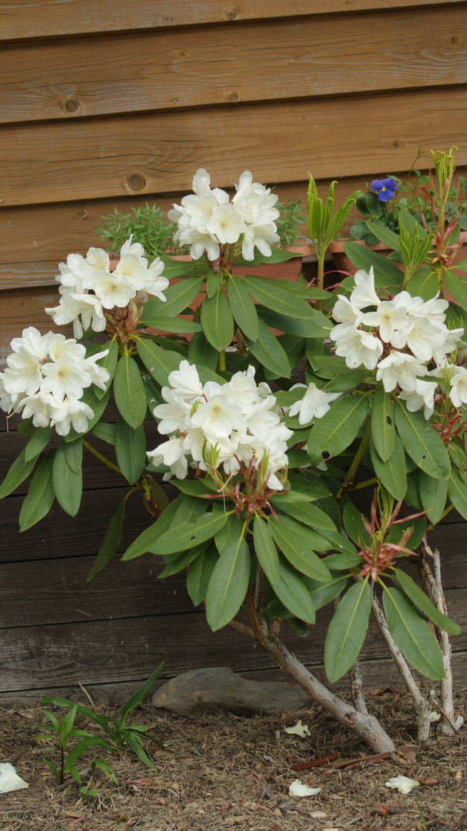 Мой РодионРодионыч - первое цветение