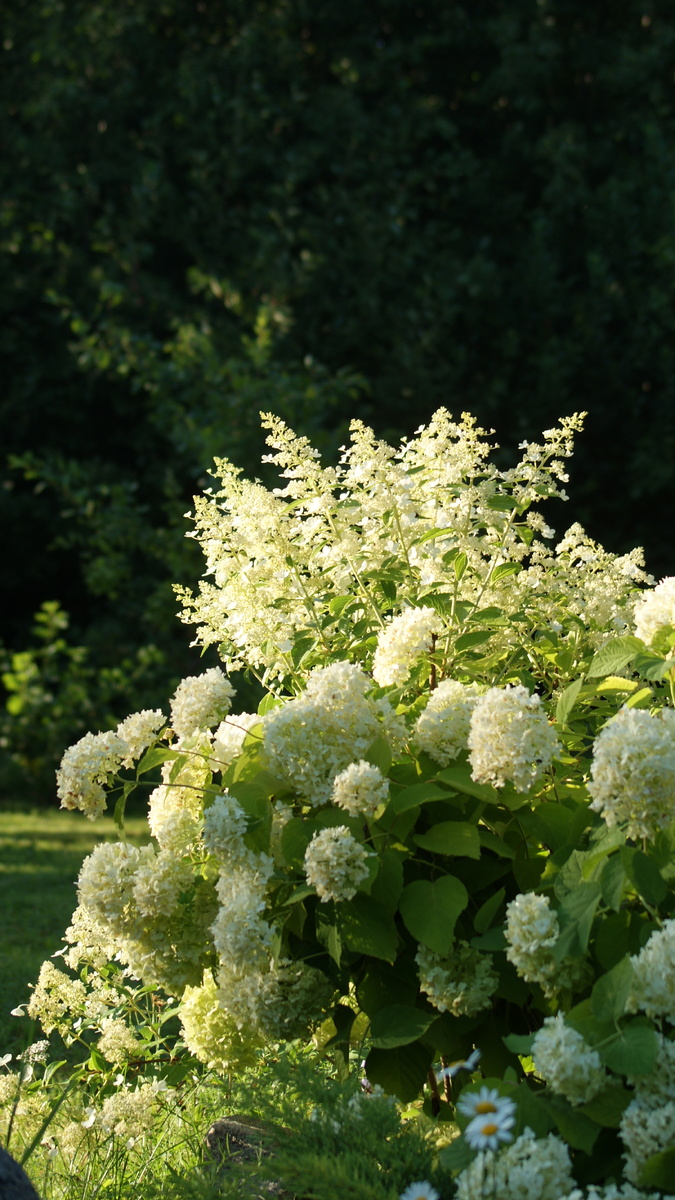 Гортензии в этом сезоне