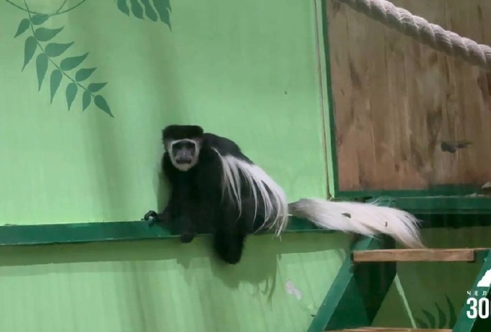    Фото: пресс-служба зоопарка Челябинска