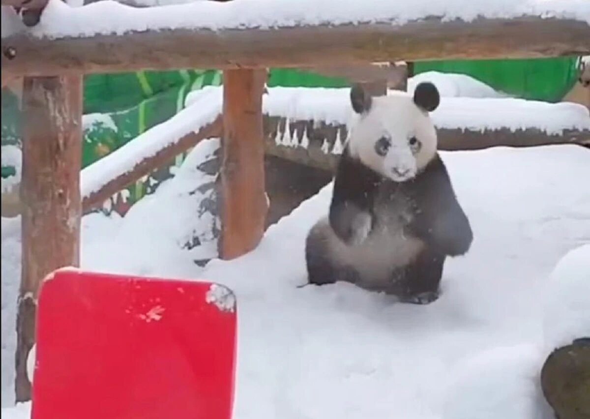    Скриншот видео t.me/svetlanaakulova1