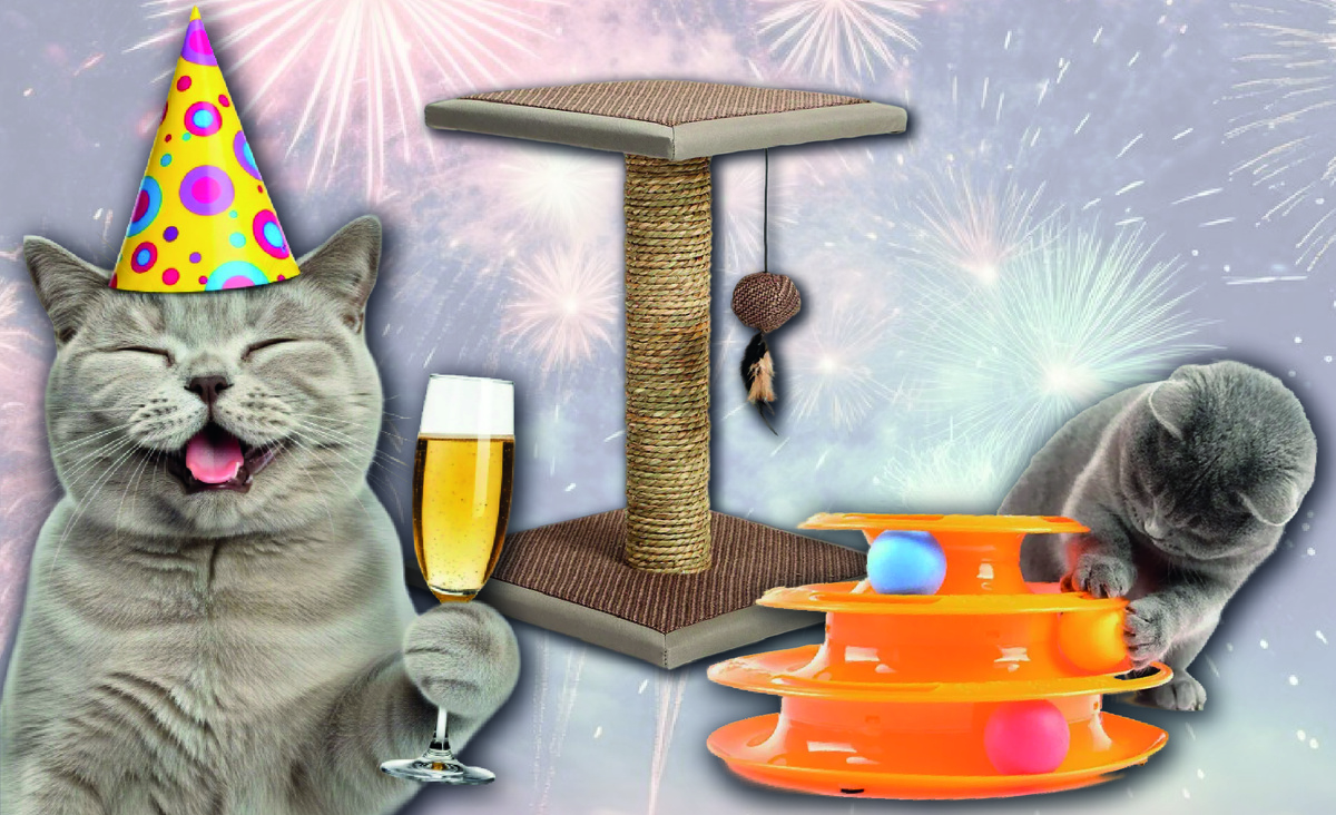 Что подарить на новый год кошке. Идеи для новогодних подарков. Фото кота: Vecteezy.com