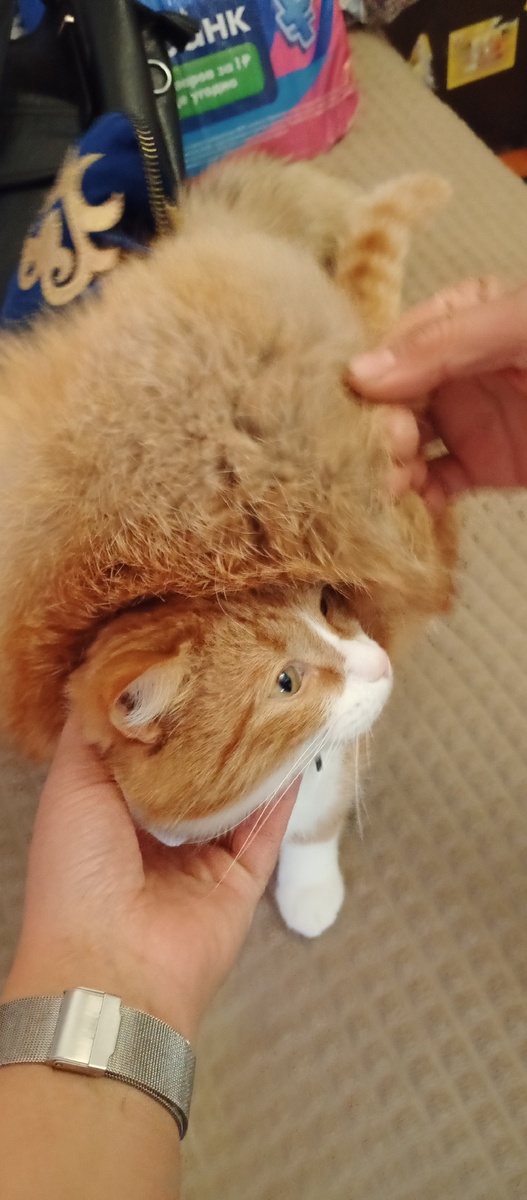 Симба в башкирской лисьей шапке. фото автора.