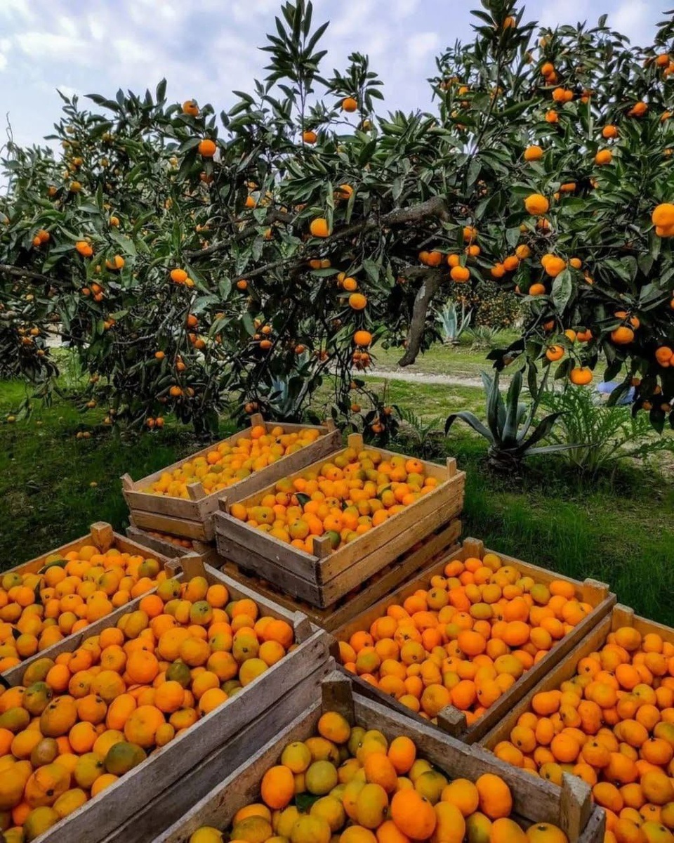 Первые мандарины едут к нам из Абхазии, а потом уже и созревают местные.