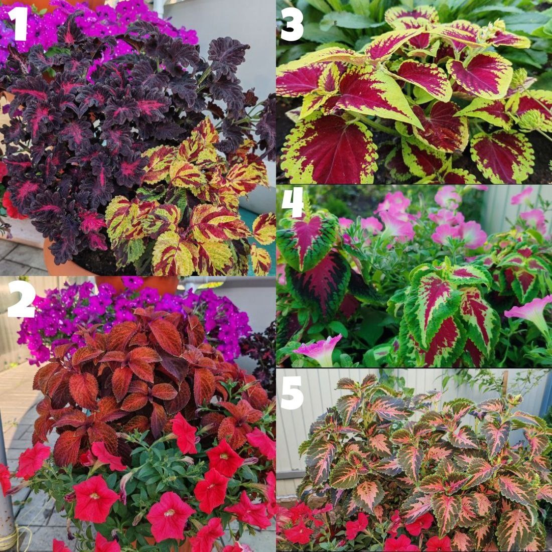 Ваши будущие колеусы